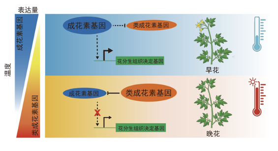 一正一反，精准控花：番茄高温开花关键拮抗因子获揭示