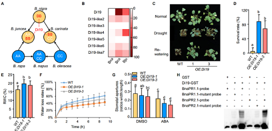 优势近缘种为油菜抗性改良提供新路径
