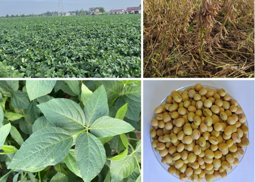 一个高产高蛋白抗病大豆品种通过审定 一个高产高蛋白抗病大豆品种通过审定