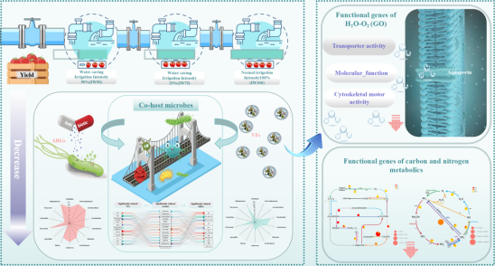 节水灌溉可降低土壤-作物系统抗生素耐药致病风险 节水灌溉可降低土壤-作物系统抗生素耐药致病风险